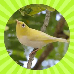 Master Pleci APK 下載