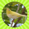 Zosterops APK