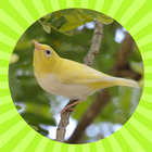 Master Pleci icono
