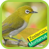 Pleci Dada Putih / Montanus APK