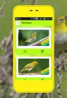 Pleci Dada Putih / Montanus 포스터