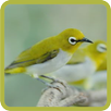 Auriventer / Mata Puteh APK