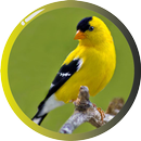 American Goldfinch-APK