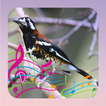 Chestnut Capped Thrush