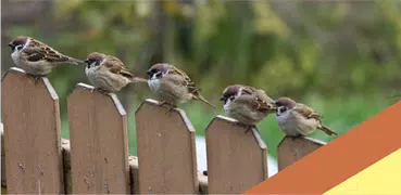 Eurasian Tree,Chipping Sparrow