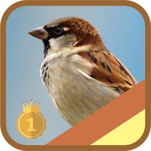 Eurasian Tree,Chipping Sparrow