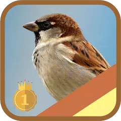 Eurasian Tree,Chipping Sparrow APK download