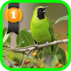 Master Cucak Ijo APK 下載
