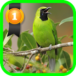 Mais Verde Leafbird