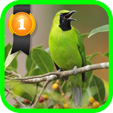 Grand Vert leafbird icône