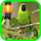 Greater Green Leafbird icon