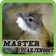 Master Cucak Jenggot