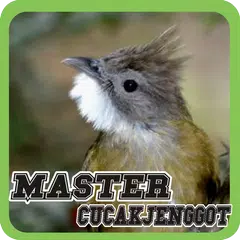 Master Cucak Jenggot