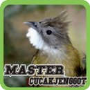Ochraceous Bulbul APK