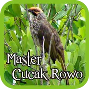 Master Cucak Rowo