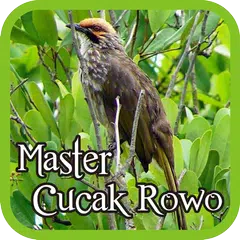 Master Cucak Rowo アプリダウンロード