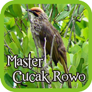 Straw-headed Bulbul APK