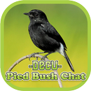 Pied Bushchat-APK
