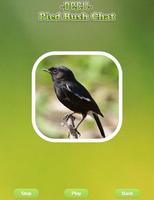 Pied Bushchat capture d'écran 2