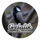 Parus Cinereus icon