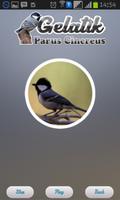 Parus Cinereus screenshot 3