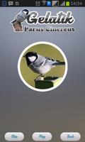 Parus Cinereus screenshot 2