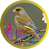 Burung Greenfinch Zeichen