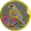 Greenfinch Bird Song