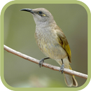 Cucak Kombo-APK