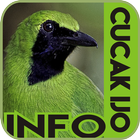 Info Cucak Ijo icon