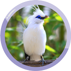 Bali Starling ไอคอน