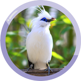 Bali Starling icon