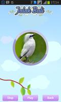 Bali Starling screenshot 3