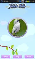 Bali Starling ภาพหน้าจอ 3