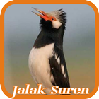 Jalak Suren icône