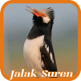 Pied Myna/Asian Pied Starling icon