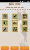 Pied Myna/Asian Pied Starling poster