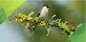 Sooty-headed Bulbul