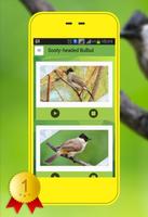 Sooty-headed Bulbul poster