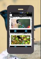 Oriental Magpie Robin Affiche
