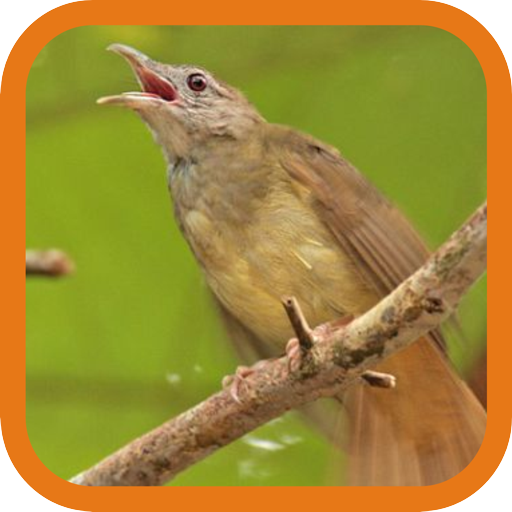 Grey-cheeked Bulbul