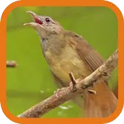 Grey-cheeked Bulbul