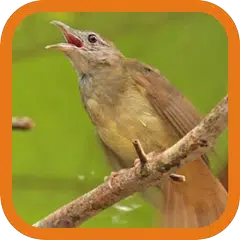 Grey-cheeked Bulbul APK download