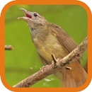 Grey-cheeked Bulbul-APK