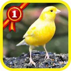 Canary Birds APK download