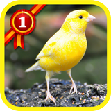 Canary Birds icon