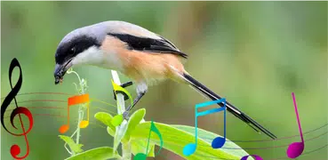 Kicau Cendet