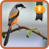 Lanius schach APK