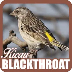 Kicau Blackthroat