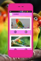 Kicau Lovebird-poster